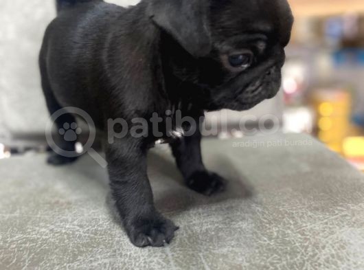 Safkan Pug Mops Bebekler görsel