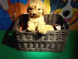 Red Toy Poodle Yavrularimiz
