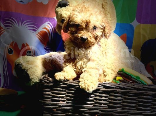 Red Toy Poodle Yavrularimiz görsel
