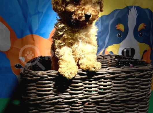 Orji̇nal Red Poodle Yavrumuz görsel