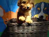 Orji̇nal Red Poodle Yavrumuz