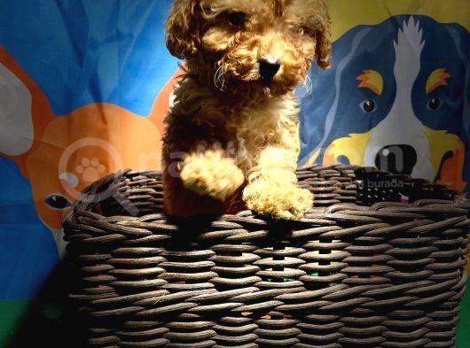 Orji̇nal Red Poodle Yavrumuz