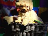 Mi̇ni̇ Poodle Yavrularimiz