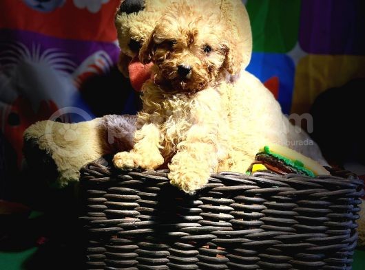 Orji̇nal Red Poodle Yavrumuz görsel