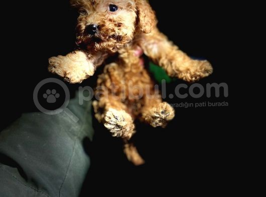 Mi̇ni̇ Poodle Yavrularimiz