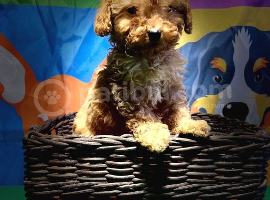 Mi̇ni̇ Poodle Yavrularimiz görsel
