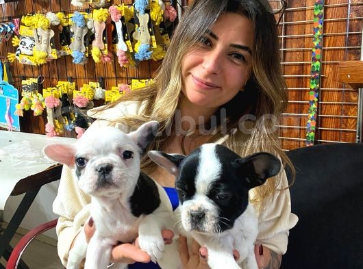 Yakişikli French Bulldog Bebekler