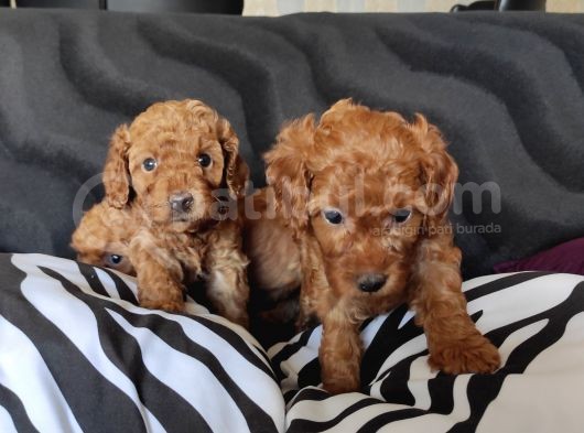 2000s Rock müziği kadar gÜZEL TOY POODLE