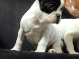 Yakişikli French Bulldog Bebekler
