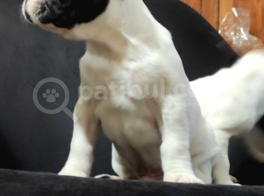 Yakişikli French Bulldog Bebekler görsel