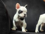Yakişikli French Bulldog Bebekler