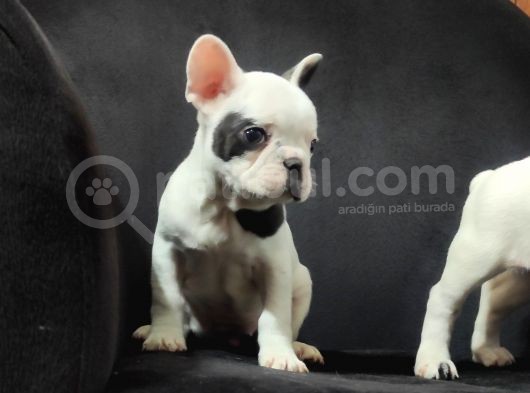Yakişikli French Bulldog Bebekler görsel