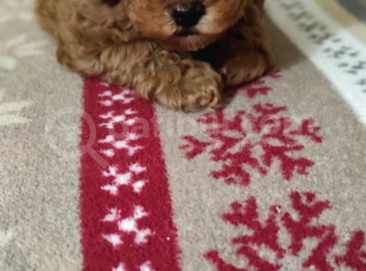 Toypoodle  Bebekleri görsel