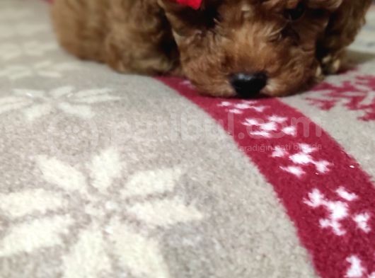 Toypoodle  Bebekleri görsel