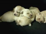 Muhteşem Maltipoo Anne Altından Rezerve Bebekler