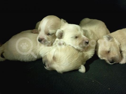 Muhteşem Maltipoo Anne Altından Rezerve Bebekler görsel