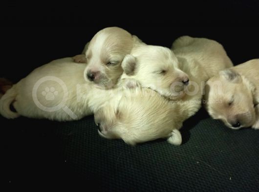 Muhteşem Maltipoo Anne Altından Rezerve Bebekler görsel