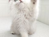 Scotish Fold Longhair Erkek Yavru Secereli Soy