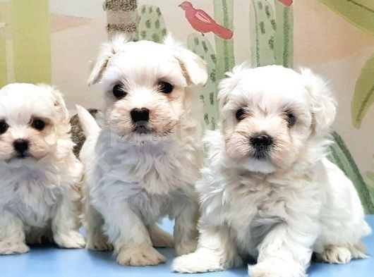 Maltese Terri̇er Yavrusu