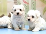 Maltese Terri̇er Yavrusu