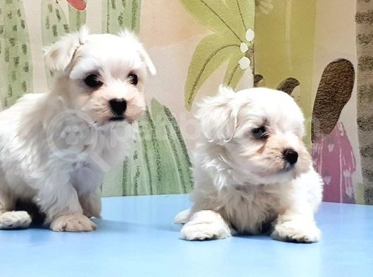 Maltese Terri̇er Yavrusu görsel
