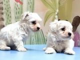 Maltese Terri̇er Yavrusu