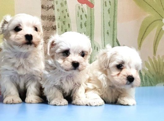 Maltese Terri̇er Yavrusu görsel