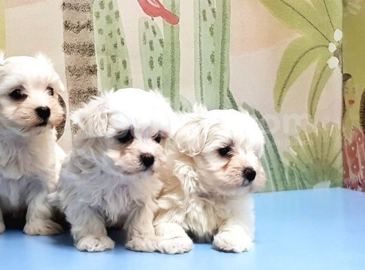 Maltese Terri̇er Yavrusu görsel