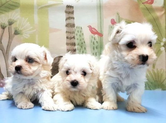 Maltese Terri̇er Yavrusu görsel