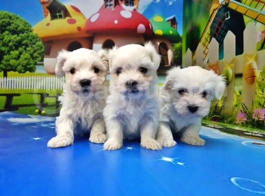 Maltese Terri̇er Yavrusu görsel
