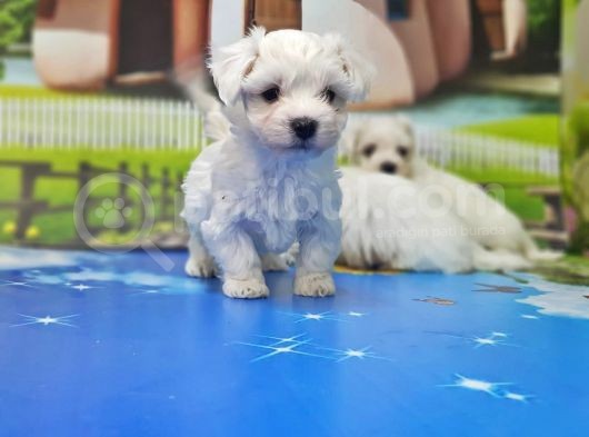Maltese Terri̇er Yavrusu görsel