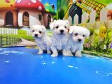 Maltese Terri̇er Yavrusu