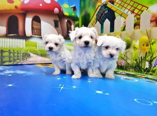 Maltese Terri̇er Yavrusu görsel