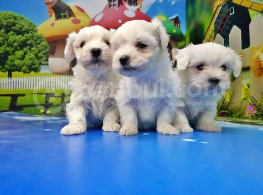 Maltese Terri̇er Yavrusu görsel