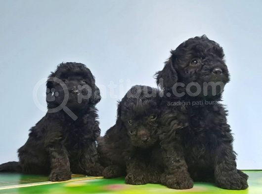 Si̇yah Toy Poodle Yavrular görsel