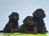 Si̇yah Toy Poodle Yavrular