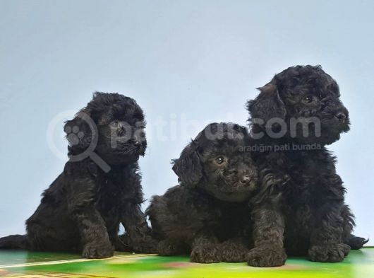 Si̇yah Toy Poodle Yavrular görsel