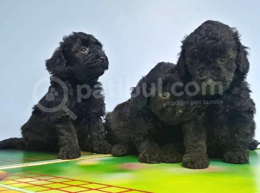 Si̇yah Toy Poodle Yavrular görsel