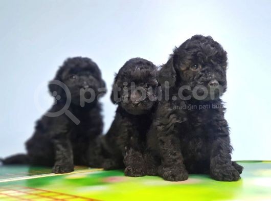 Si̇yah Toy Poodle Yavrular