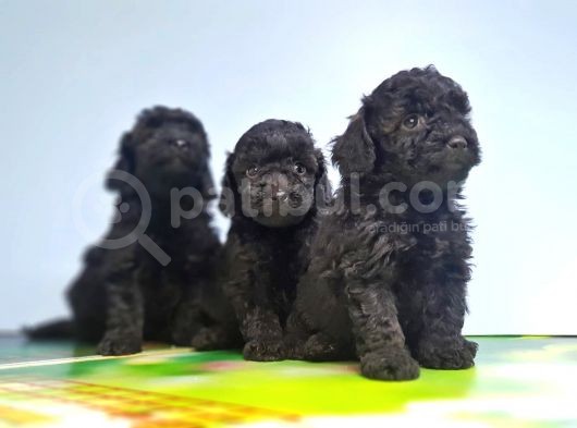 Si̇yah Toy Poodle Yavrular görsel