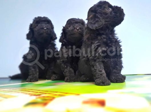 Si̇yah Toy Poodle Yavrular görsel
