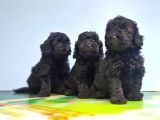 Si̇yah Toy Poodle Yavrular