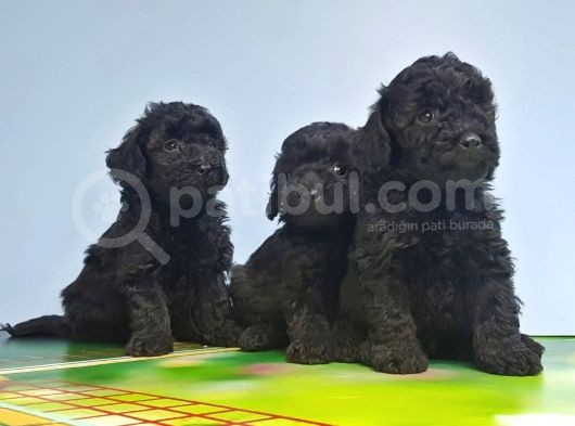 Si̇yah Toy Poodle Yavrular görsel