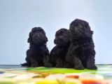 Si̇yah Toy Poodle Yavrular