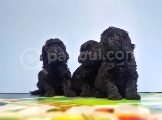 Si̇yah Toy Poodle Yavrular görsel