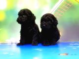 Mükemmel Kali̇tede Si̇yah Toy Poodle Yavru