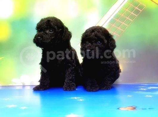 Mükemmel Kali̇tede Si̇yah Toy Poodle Yavru görsel