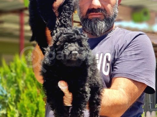 Ruhsatli Üreti̇m Çi̇ftli̇ği̇nden Si̇yah Toy Poodle Yavrular görsel