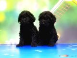 Mükemmel Kali̇tede Si̇yah Toy Poodle Yavru