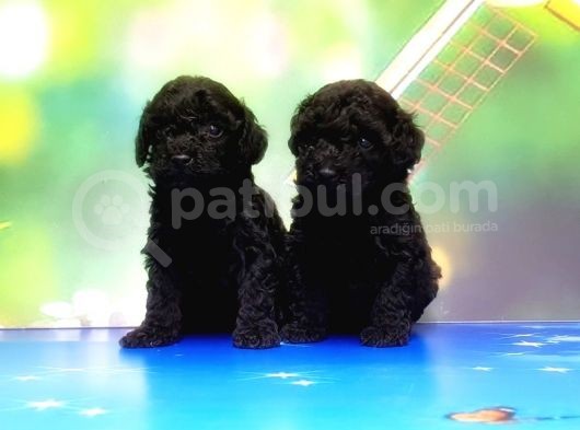 Mükemmel Kali̇tede Si̇yah Toy Poodle Yavru görsel